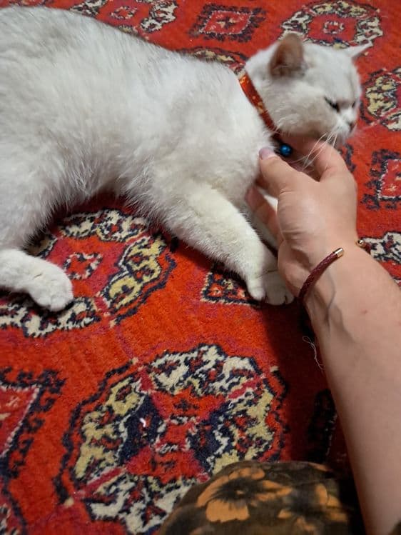 Золотая серебристая шиншилла — 4
