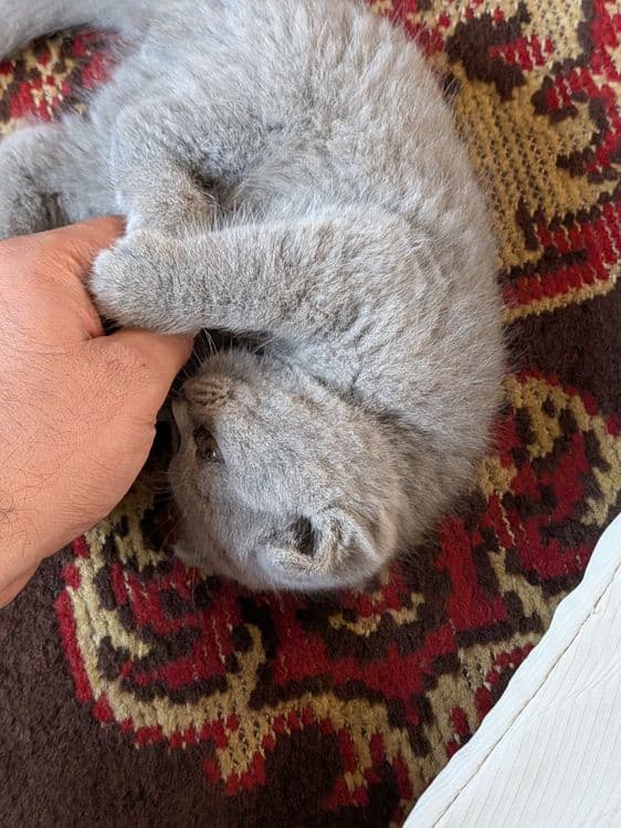 Продаются котята — 2
