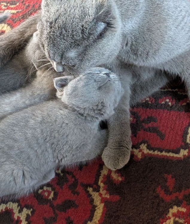 Продаются котята — 3