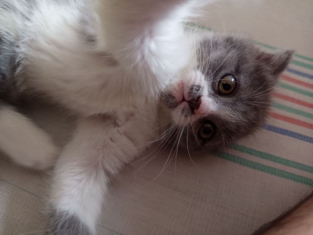 Продаётся котята — 2