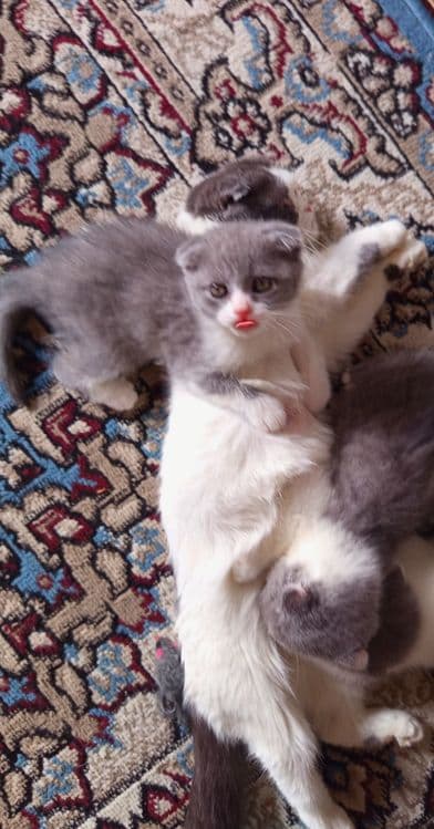 Продаётся котята — 3