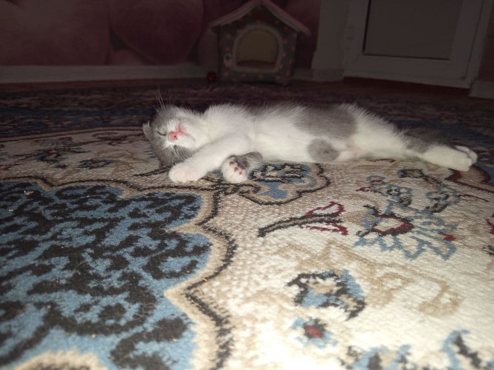 Продаётся котята — 4