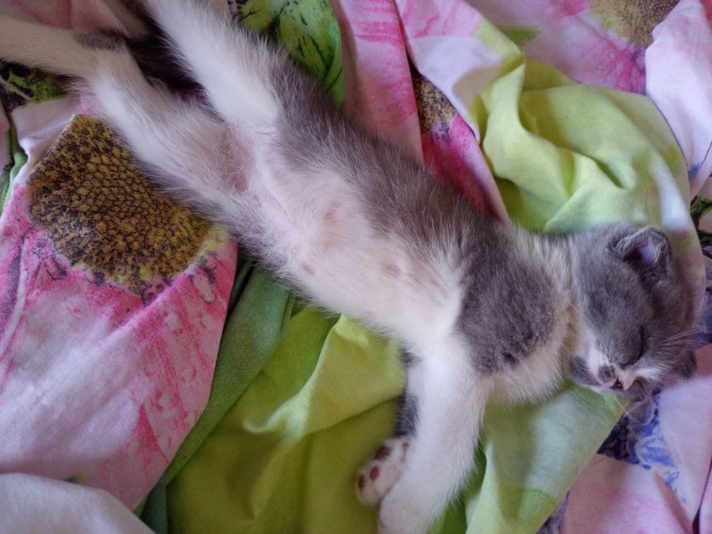 Продаётся котята — 6