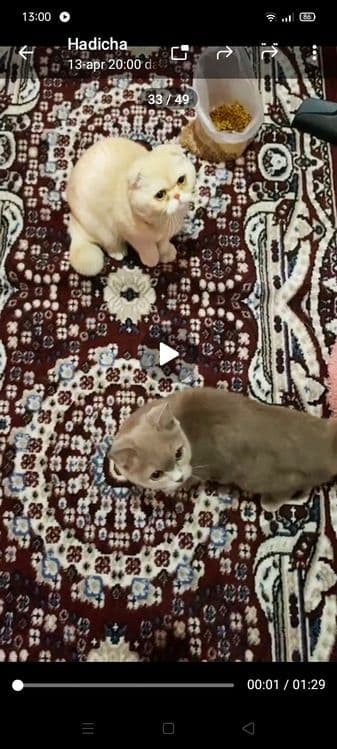 Britanya kalta yungli mushugi — 2