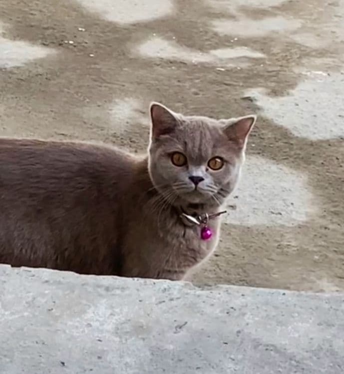 Britanya kalta yungli mushugi — 3