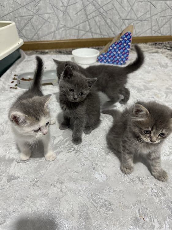 British Shorthair — 4