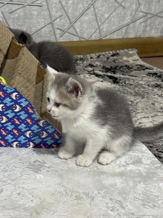 British Shorthair — 4