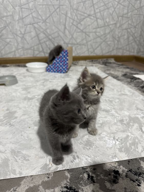 British Shorthair — 2