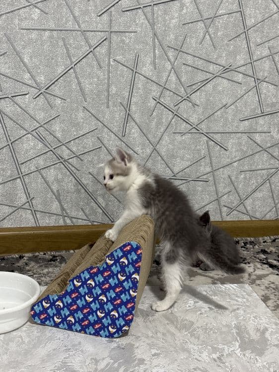 British Shorthair — 3
