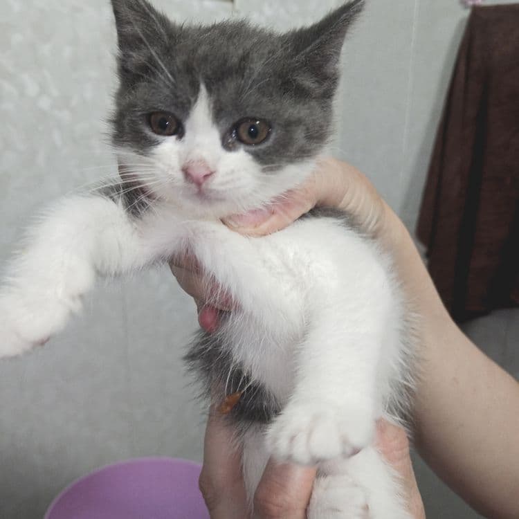 Продаётся котенок (девочка) — 3