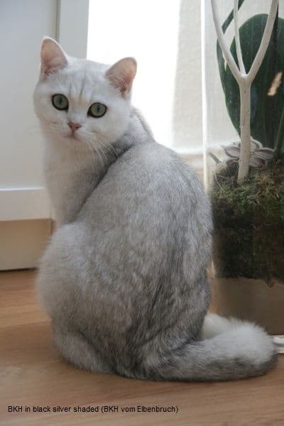 Британская короткошерстная кошка серебристого окраса. — 2