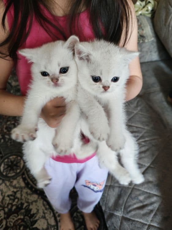 Британская короткошерстная кошка серебристого окраса. — 3