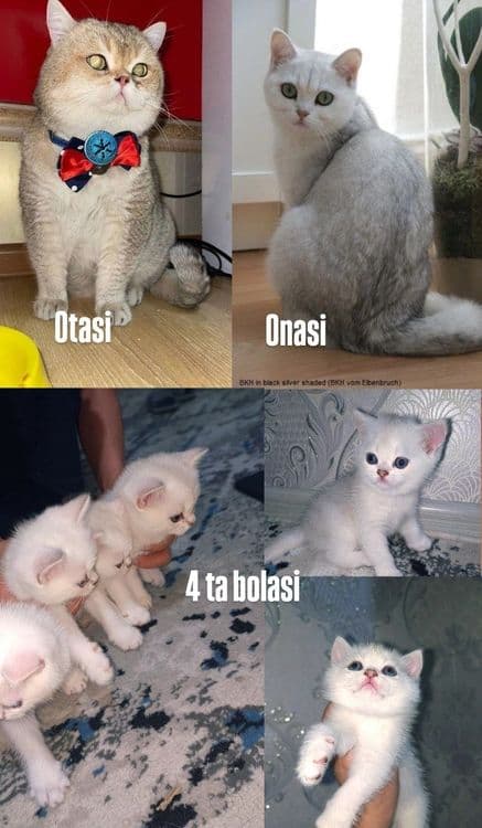 Британская короткошерстная кошка серебристого окраса. — 4
