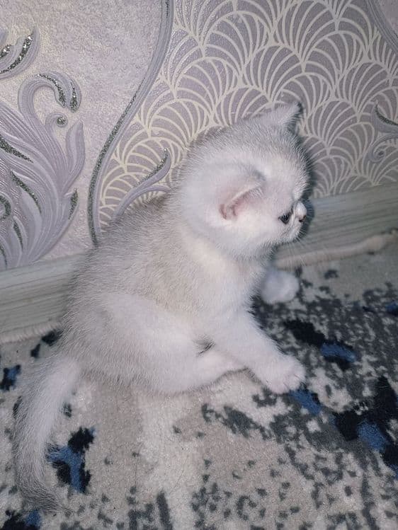 Британская короткошерстная кошка серебристого окраса. — 7