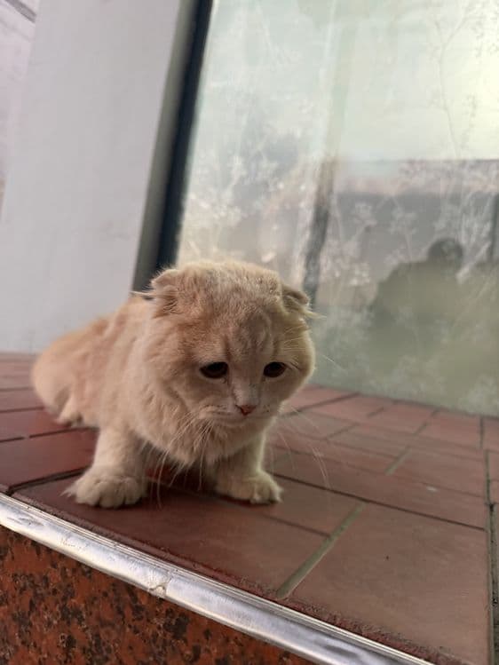 Золотистый шиншилла — 3