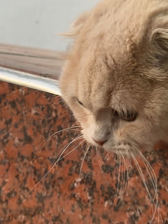 Золотистый шиншилла — 4