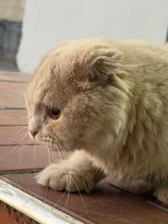 Золотистый шиншилла — 5
