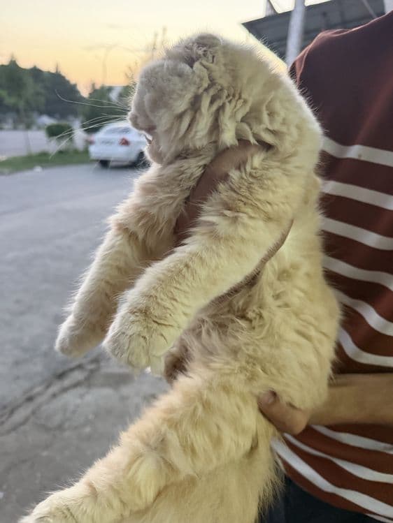 Золотистый шиншилла — 7