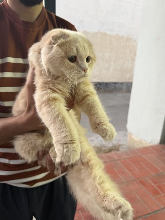 Золотистый шиншилла — 8