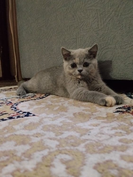 Британские котята — 2