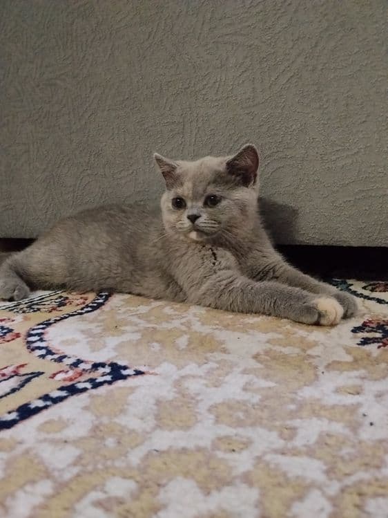 Британские котята — 3
