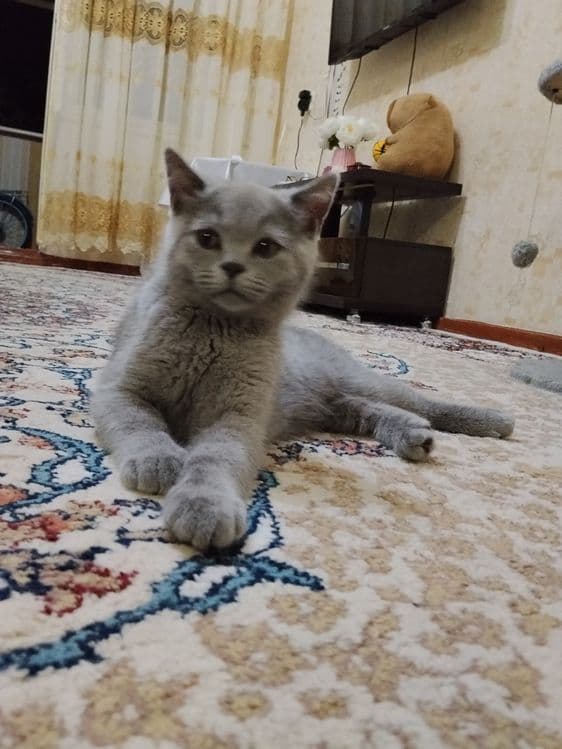 Британские котята — 4