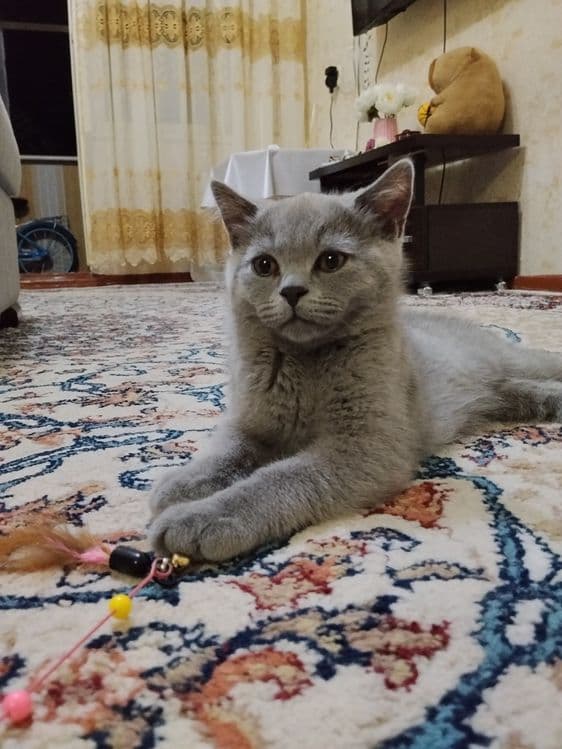Британские котята — 5