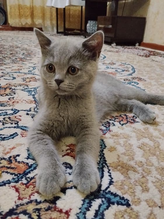 Британские котята — 6