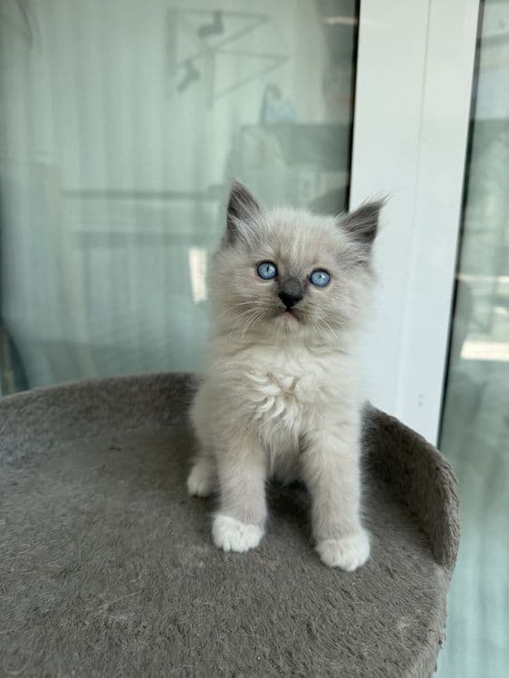 Рэгдолл 2 ойлик онаси родословныйлик ragdoll — 1