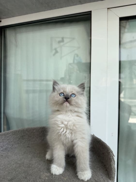 Рэгдолл 2 ойлик онаси родословныйлик ragdoll — 2
