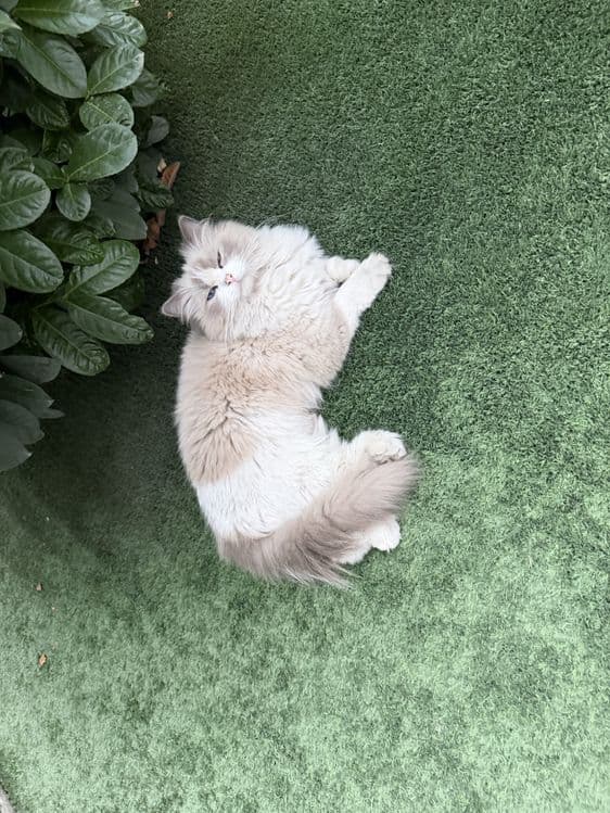 Рэгдолл 2 ойлик онаси родословныйлик ragdoll — 3