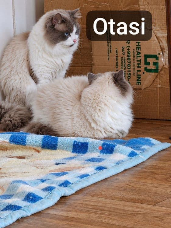 Рэгдолл 2 ойлик онаси родословныйлик ragdoll — 4