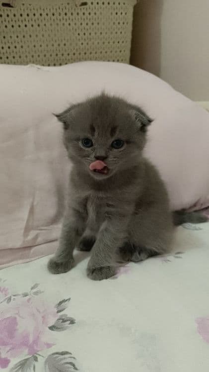 Скотиш фолд и страйт срочна продается — 2