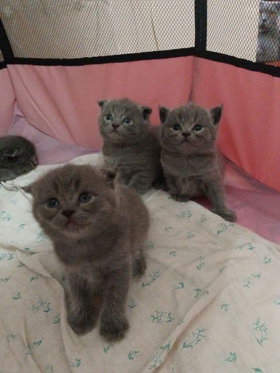 Скотиш фолд и страйт срочна продается — 3