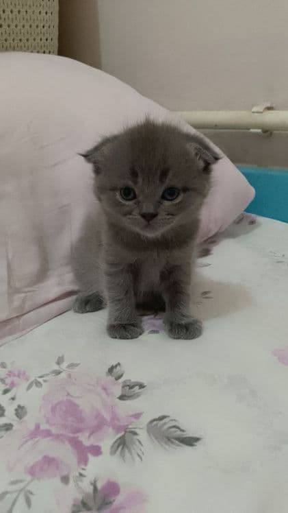 Скотиш фолд и страйт срочна продается — 4