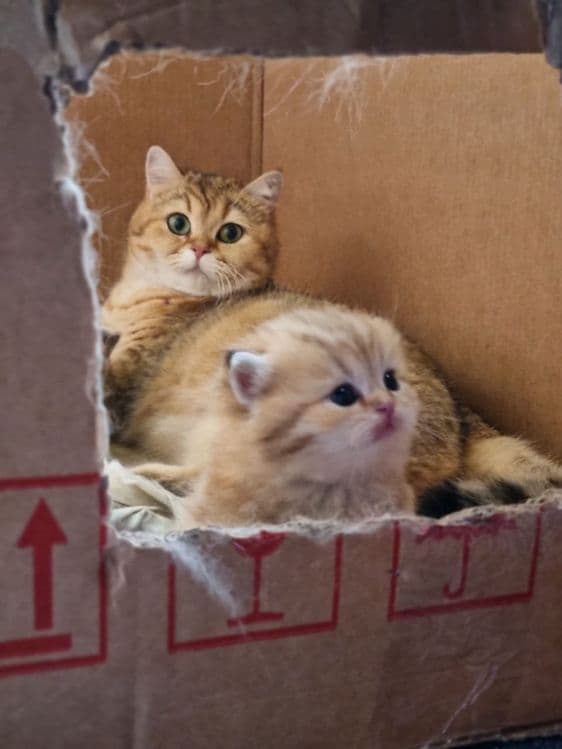 Золотая шиншила британские — 2
