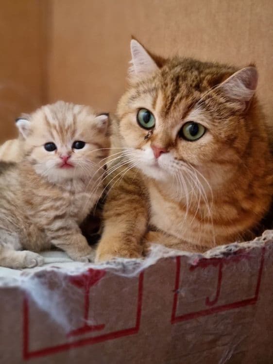 Золотая шиншила британские — 3