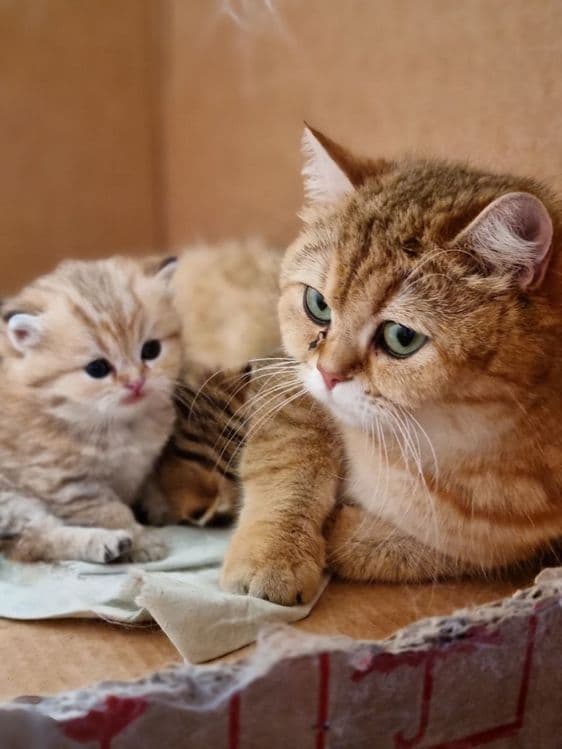 Золотая шиншила британские — 4