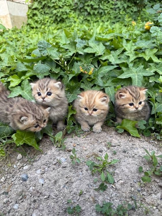 Золотая шиншила британские — 6
