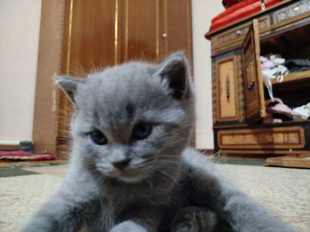 Котята скотиш страйт — 1