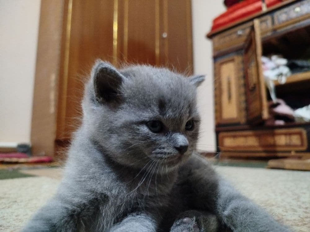 Котята скотиш страйт — 2