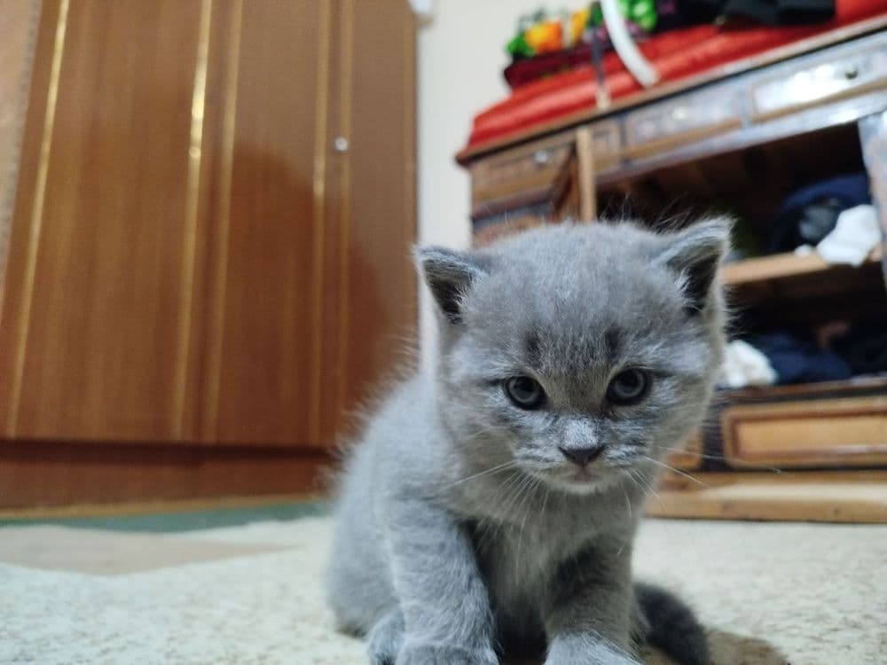 Котята скотиш страйт — 3