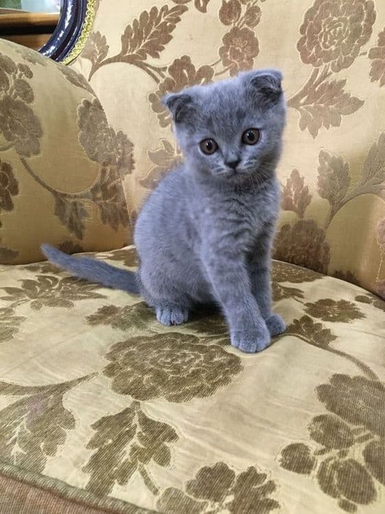 Продаёться котёнок британский веслоухий — 1