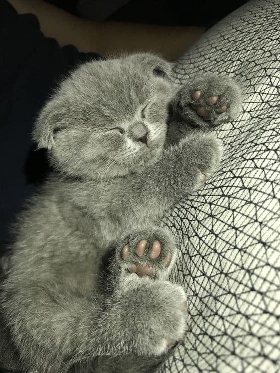 Продаёться котёнок британский веслоухий — 2