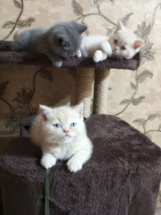 Британцы:Скотиш Фолд — 2