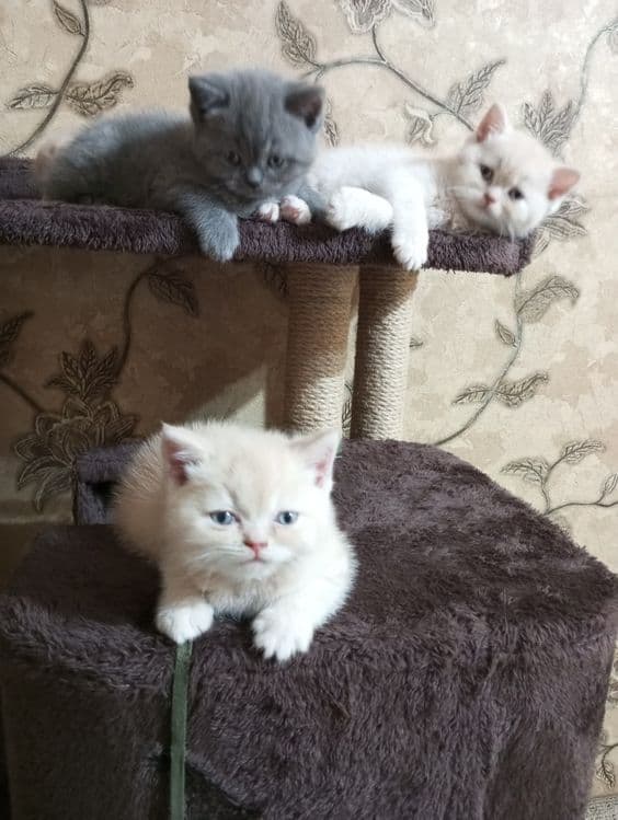 Британцы:Скотиш Фолд — 3