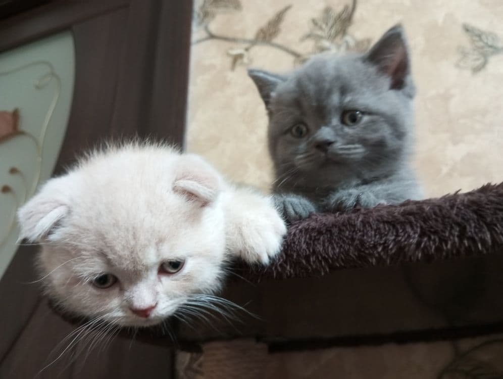 Британцы:Скотиш Фолд — 4