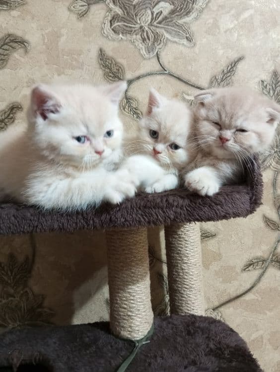 Британцы:Скотиш Фолд — 5