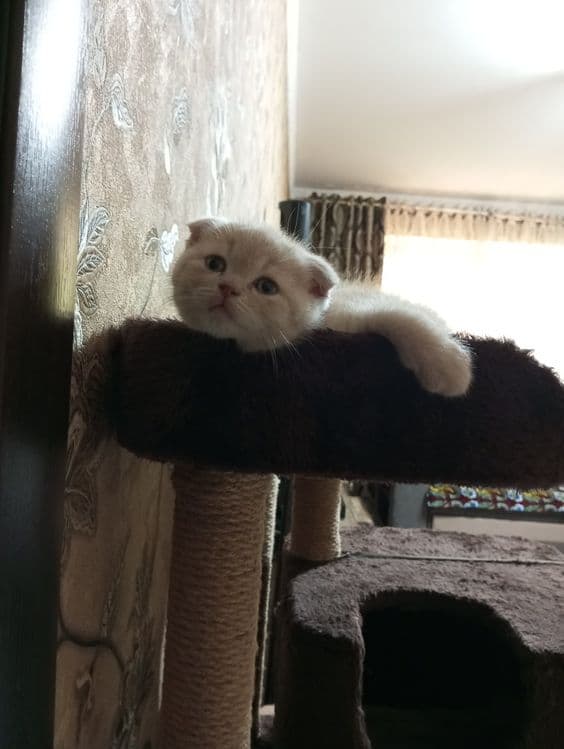 Британцы:Скотиш Фолд — 6