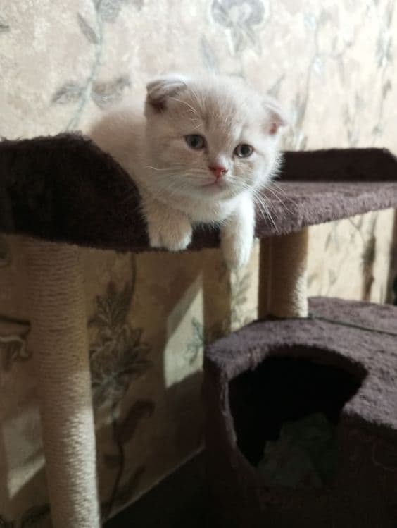 Британцы:Скотиш Фолд — 7